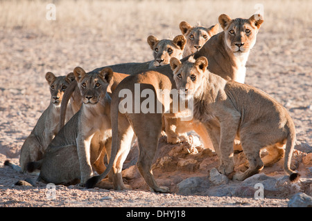 Leone africano orgoglio di vedetta nel deserto del Kalahari Foto Stock