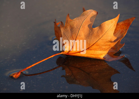 Asciugare maple leaf giacente su asfalto bagnato Foto Stock