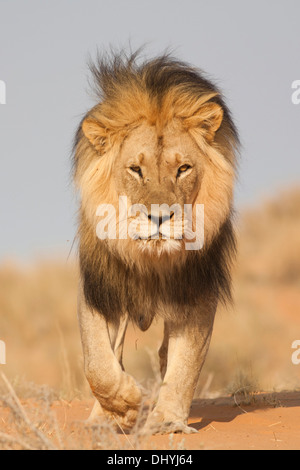 Leone africano a piedi nelle dune del deserto del Kalahari Foto Stock