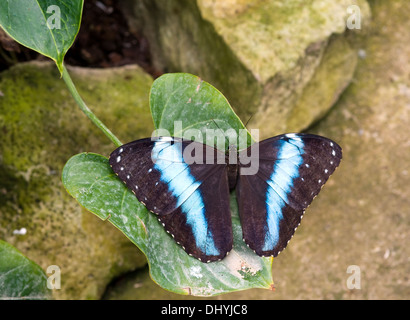 Morpho peleides butterfly nel giardino delle farfalle Krammedamme, Olanda Foto Stock