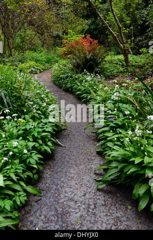 Il sentiero percorso di filo che conduce attraverso white Allium ursinum wildlower rivestiti in legno tinta di bosco ombreggiato di fiori selvaggi molla di aglio Foto Stock