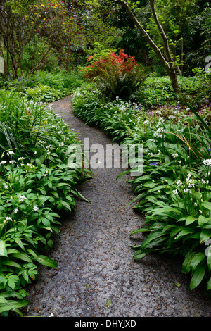 Il sentiero percorso di filo che conduce attraverso white Allium ursinum wildlower rivestiti in legno tinta di bosco ombreggiato di fiori selvaggi molla di aglio Foto Stock