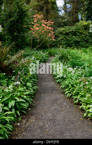 Il sentiero percorso di filo che conduce attraverso white Allium ursinum wildlower rivestiti in legno tinta di bosco ombreggiato di fiori selvaggi molla di aglio Foto Stock