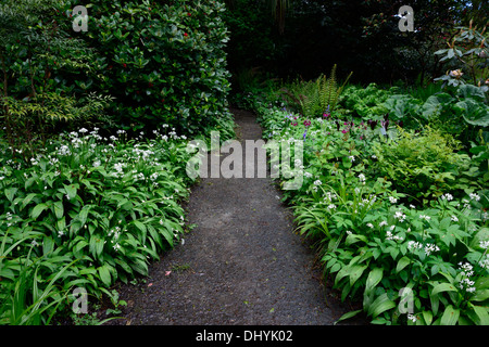 Il sentiero percorso di filo che conduce attraverso white Allium ursinum wildlower rivestiti in legno tinta di bosco ombreggiato di fiori selvaggi molla di aglio Foto Stock