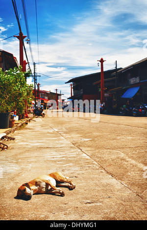 Cane su strade di Ko Lanta Island, in Thailandia Foto Stock