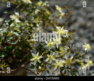 La clematide lunar lass verde pallido fiori ritratti vegetali alpinisti climbing sempreverdi uomo vecchio con la barba di Virgin bower Foto Stock