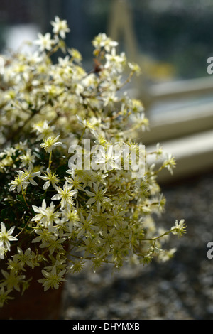 La clematide lunar lass verde pallido fiori ritratti vegetali alpinisti climbing sempreverdi uomo vecchio con la barba di Virgin bower Foto Stock