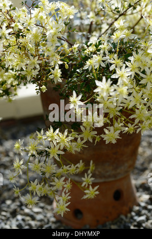 La clematide lunar lass verde pallido fiori ritratti vegetali alpinisti climbing sempreverdi uomo vecchio con la barba di Virgin bower Foto Stock