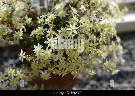 La clematide lunar lass verde pallido fiori ritratti vegetali alpinisti climbing sempreverdi uomo vecchio con la barba di Virgin bower Foto Stock