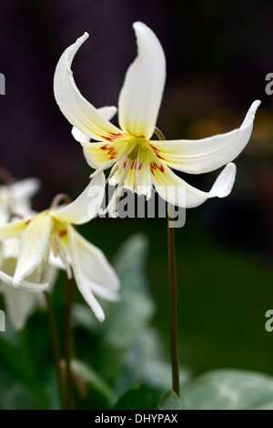 Erythronium californicum bellezza bianco fawn lily dogstooth molla viola bianco fiori fioritura ammassarsi colori colori cani dente Foto Stock