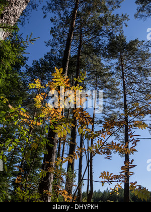 Roztocze - il luogo magico in Polonia Foto Stock