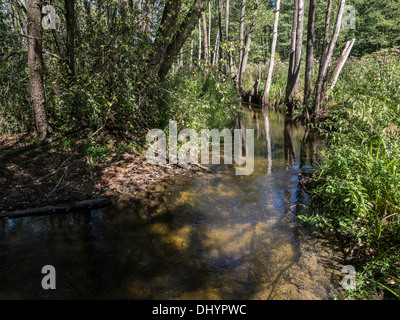 Roztocze - il luogo magico in Polonia Foto Stock