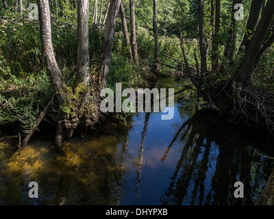 Roztocze - il luogo magico in Polonia Foto Stock