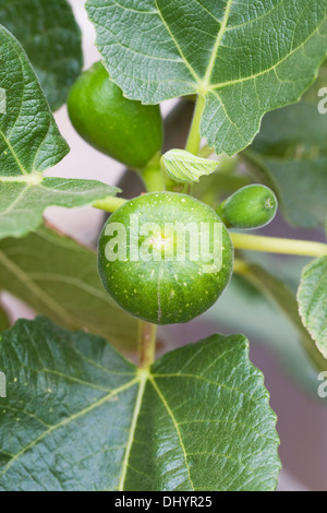 Ficus carica. Sviluppo di fig frutta crescendo in un ambiente protetto. Foto Stock