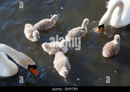 Cigni, Cygnus olor, piscina adulti con cygnets, Steinhuder Meer Nature Park, Bassa Sassonia, Germania, Europa Foto Stock