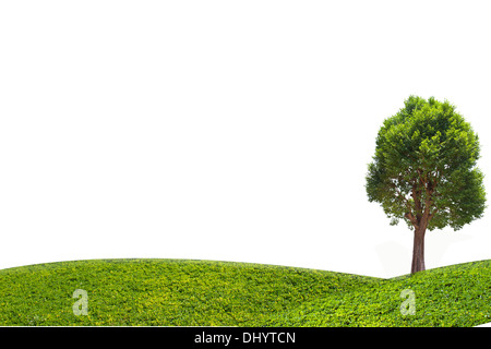 Irvingia malayana noto anche come Wild mandorla, albero tropicale nel nord-est della Thailandia isolati su sfondo bianco Foto Stock