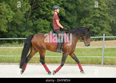 Dressurreiten auf pony Connemara im Trab / Dressage equitazione su pony Connemara trotto Foto Stock