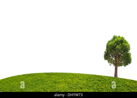 Irvingia malayana noto anche come Wild mandorla, albero tropicale nel nord-est della Thailandia isolati su sfondo bianco Foto Stock