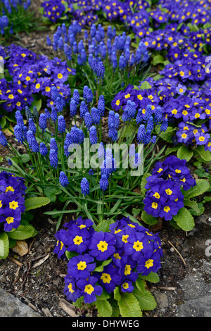 Muscari armeniacum primula crescendo polyanthus blu gruppo fiori blu fioritura fiorisce blossoms Yellow eye misti display mix Foto Stock