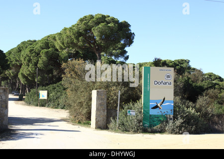 Coto Donana Riserva Nazionale di Spagna, pini Foto Stock