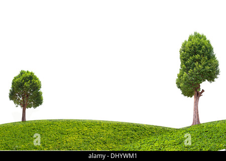 Irvingia malayana noto anche come Wild mandorla, albero tropicale nel nord-est della Thailandia isolati su sfondo bianco Foto Stock