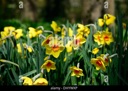 Narcissus cheer leader giallo arancione daffodil molla bloom blossom fiore fioritura Foto Stock