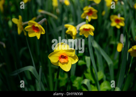Narcissus cheer leader giallo arancione daffodil molla bloom blossom fiore fioritura Foto Stock