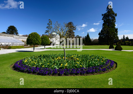 Al powerscourt estate primavera bed confine pianta display piantare giardini formali tulip primrose circolare underplanting cerchio Foto Stock