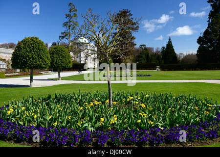 Al powerscourt estate primavera bed confine pianta display piantare giardini formali tulip primrose Foto Stock