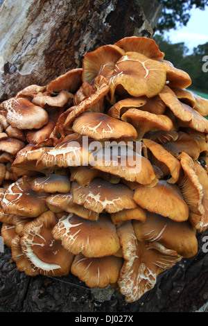 Cresce in grandi gruppi su tronchi, ceppi o legno morto di molti alberi. Buono e trovato in gran numero, ma deve essere cucinato, fungo, funghi, alberi. Foto Stock