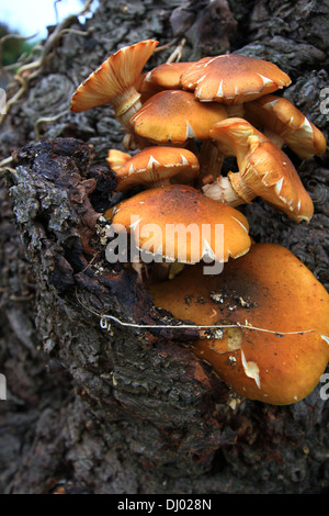 Crescendo in cluster di grandi dimensioni su trunk, ceppi o legno morto di molti alberi. Buona e trovati in grandi numeri ma devono essere cotti. Foto Stock