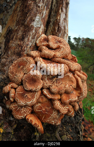 Cresce in grandi gruppi su tronchi, ceppi o legno morto di molti alberi. Buono e trovato in gran numero, ma deve essere cucinato, fungo, funghi, alberi. Foto Stock