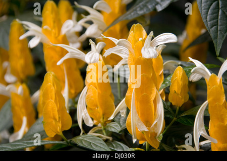 Golden impianti adibiti alla pesca di gamberetti, il giardino botanico di Montreal Foto Stock