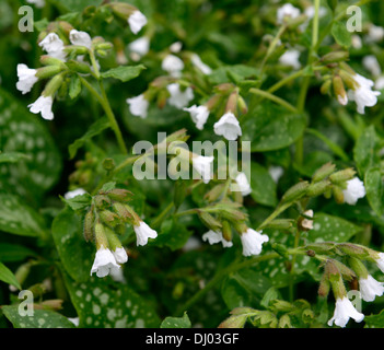 Officinalis Pulmonaria Sissinghurst White AGM blumi fiorisce a fioritura primaverile closeup piante perenni verde fogliame maculato lungwort Foto Stock