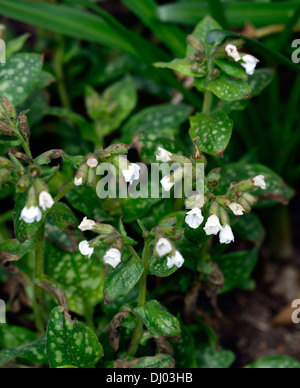 Officinalis Pulmonaria Sissinghurst White AGM blumi fiorisce a fioritura primaverile closeup piante perenni verde fogliame maculato lungwort Foto Stock