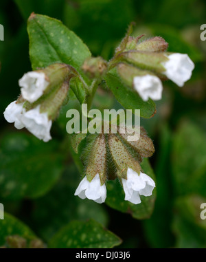 Officinalis Pulmonaria Sissinghurst White AGM blumi fiorisce a fioritura primaverile closeup piante perenni verde fogliame maculato lungwort Foto Stock