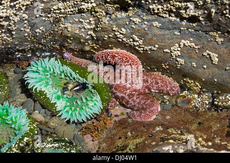 Tidepool a bassa marea che mostra gigante anemoni verde e giallo ocra stella di mare Foto Stock