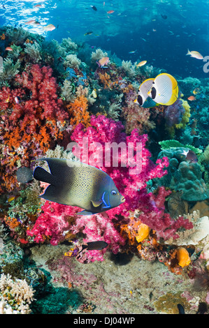 Coral reef con un semicerchio angelfish e un paio di Panda butterflyfish Foto Stock