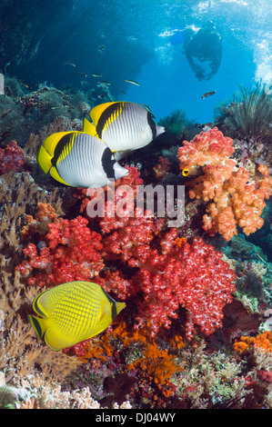 Coral reef con butterflyfish rivestito e un butterflyfish tralicciati e un subacqueo con una telecamera in background Foto Stock