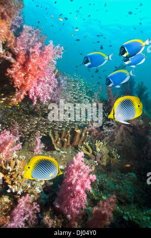 Coral reef paesaggi con Spot-tail butterflyfish, pigmeo di spazzatrici e polvere surgeonfish blu Foto Stock