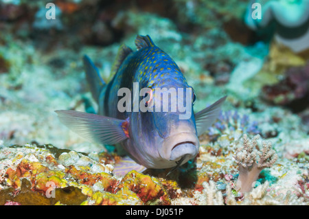 Due prescritte goatfish (Parupeneus bifasciatus) appollaiato sulla roccia corallina. Raja Ampat, Papua occidentale, in Indonesia. Foto Stock