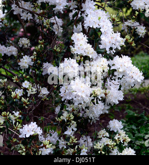 Rhododendron davidsonianum fioritura di fiori rosa arbusti closeup messa a fuoco selettiva dei ritratti di piante Foto Stock