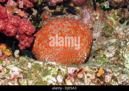 Stella cuscino (Culcita novaeguineae). Mare delle Andamane, Thailandia. Foto Stock