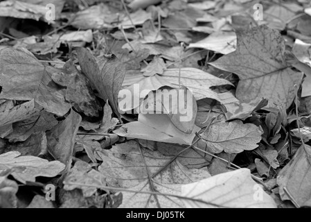 Foglie di autunno giaceva sul terreno. Regno Unito (bianco e nero) Foto Stock