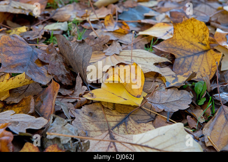 Foglie di autunno giaceva sul terreno. Regno Unito Foto Stock