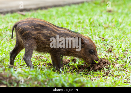 Baby cinghiale erba di scavo Foto Stock