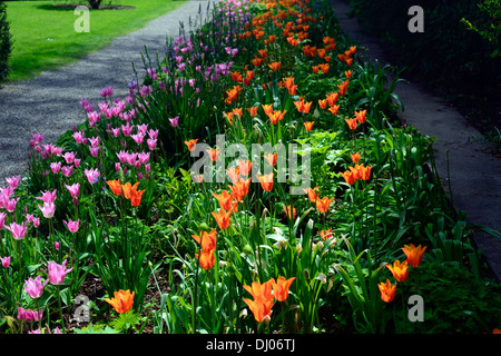 Tulip bed border farmleigh estate Phoenix Park miscelato mix di colore colore combinazione combo tulipani fiori arancione colori rosa Foto Stock