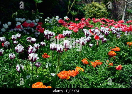 Tulip bed farmleigh estate Phoenix Park miscelato mix di colore colore combinazione combo tulipani fiori arancione rosa bianco colori viola Foto Stock