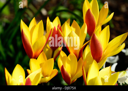 Tulipa clusiana var chrysantha tubergens gem lady tulip approfondimento il fuoco selettivo fioritura fiori di primavera rosso giallo arancione Foto Stock