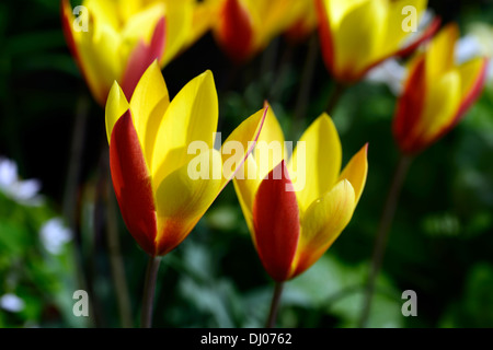 Tulipa clusiana var chrysantha tubergens gem lady tulip approfondimento il fuoco selettivo fioritura fiori di primavera rosso giallo arancione Foto Stock